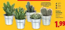 Lidl Cactus o succulente offerta