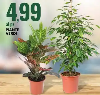 Eurospin Piante verdi offerta