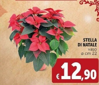 Stella di natale