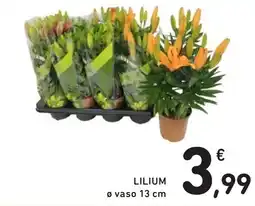 Spazio Conad Lilium ø vaso 13 cm offerta