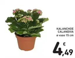 Spazio Conad Kalanchoe calandiva offerta