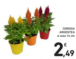 Spazio Conad Cerosia argentea offerta