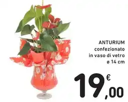 Spazio Conad Anturium offerta