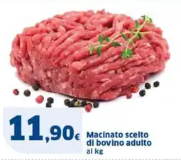 Sigma Macinato scelto di bovino adulto offerta