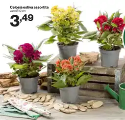In'S Mercato Celosia estiva assortita offerta