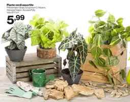 In'S Mercato Piante verdi assortite offerta