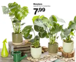 In'S Mercato Monstera offerta