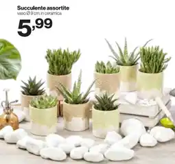 In'S Mercato Succulente assortite offerta
