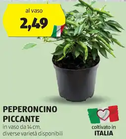 ALDI Peperoncino piccante in vaso da diverse varietà disponibili offerta