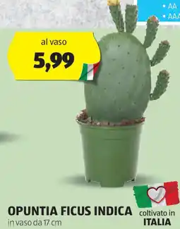 ALDI Opuntia ficus indica in vaso da offerta