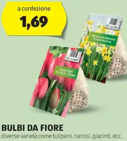 ALDI Bulbi da fiore diverse varietà come tulipani, narcisi, giacinti, ecc. offerta