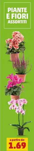 PENNY Piante e fiori assortiti offerta