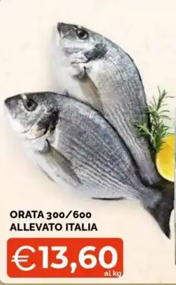 Mercatò Big Orata 300/600 allevato italia offerta