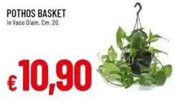 Galassia Pothos basket offerta
