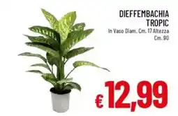 Galassia Dieffembachia tropic offerta