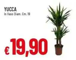 Galassia Yucca offerta