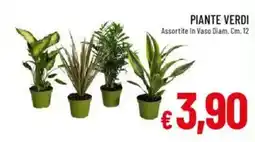 Galassia Piante verdi offerta