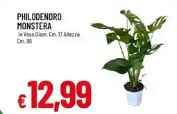 Galassia Philodendro monstera offerta