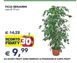 Esselunga Ficus Benjamin offerta