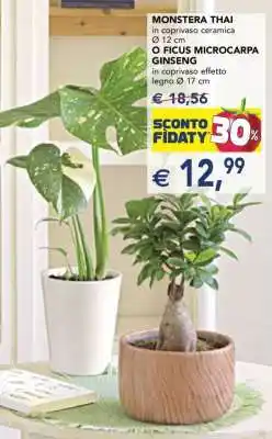 Esselunga MONSTERA THAI o FICUS MICROCARPA GINSENG offerta