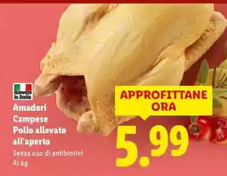 Lidl Amadori Campese Pollo allevato all'aperto offerta