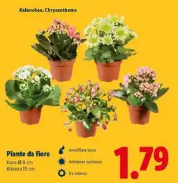 Lidl Piante da fiore offerta