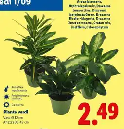 Lidl Piante verdi offerta