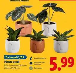 Lidl Piante verdi offerta