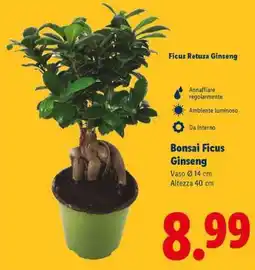 Lidl Bonsai Ficus Ginseng offerta