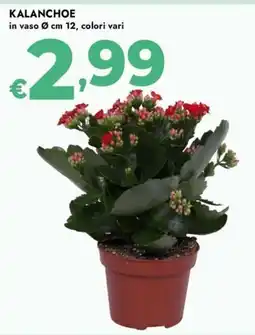 Bennet Kalanchoe offerta