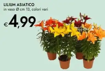 Bennet Lilium asiatico offerta