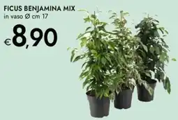 Bennet Ficus benjamina mix offerta