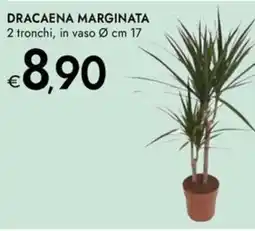 Bennet Dracaena marginata offerta
