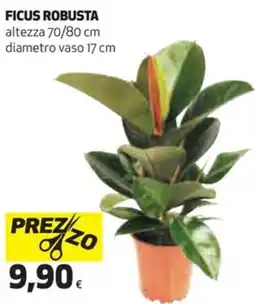 Coop Ficus robusta offerta