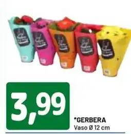 DPiù gerbera vaso offerta