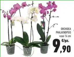 Conad Superstore Orchidea phalaenopsis vaso 14 cm offerta