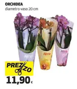 Ipercoop Orchidea offerta