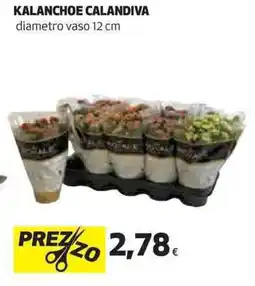 Ipercoop Kalanchoe calandiva offerta