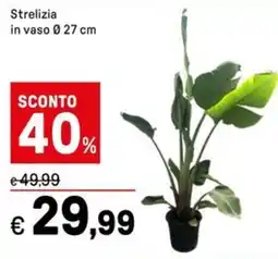 Iper La Grande Strelizia offerta