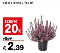 Iper La Grande Calluna offerta