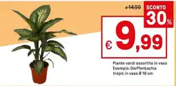 Iper La Grande Piante verdi assortite offerta