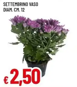 Famila Settembrino vaso diam. cm. 12 offerta