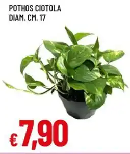 Famila Pothos ciotola diam. cm. 17 offerta