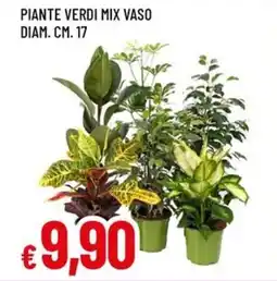 Famila Piante verdi mix vaso diam. cm. 17 offerta