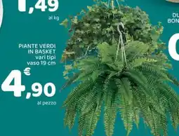 Conad Piante verdi in basket vari tipi vaso offerta