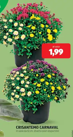ALDI Crisantemo carnaval offerta