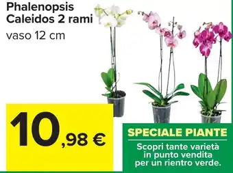 Carrefour Phalenopsis Caleidos 2 rami offerta
