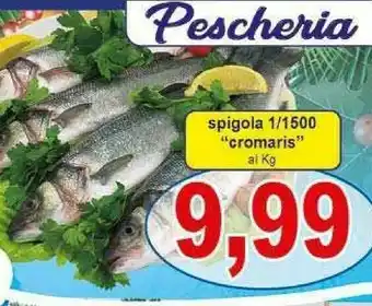 Cromaris spigola