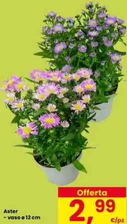 Interspar Aster - vaso o 12 cm offerta