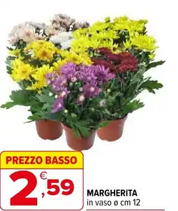 Iperal Margherita offerta